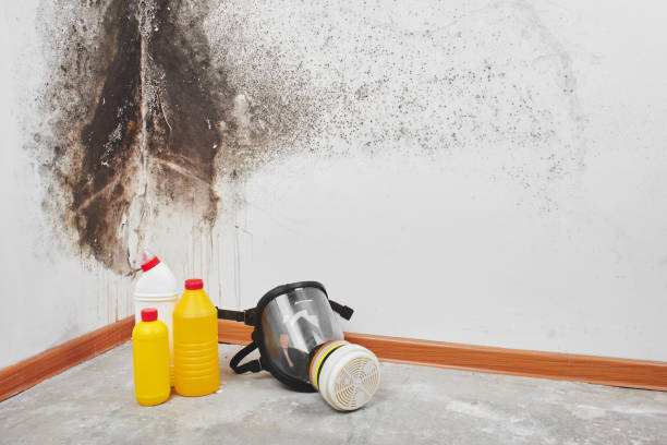 Best Post-Flood Mold Remediation in Dooms, VA