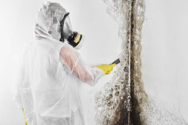 Best HVAC Mold Remediation in Dooms, VA