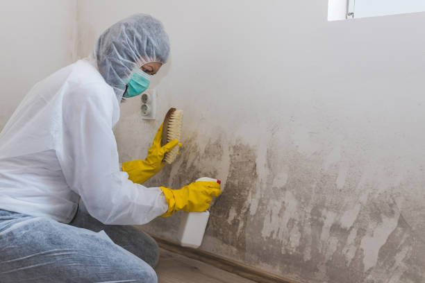Best DIY Mold Remediation Support Services in Dooms, VA