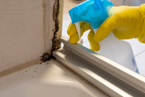 Best Health and Safety Mold Remediation in Dooms, VA