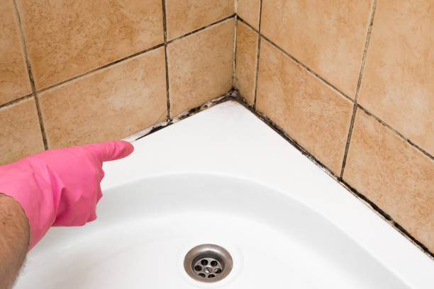 Best Attic Mold Remediation in Dooms, VA