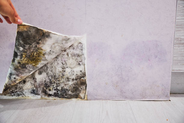 Best Black Mold Remediation in Dooms, VA
